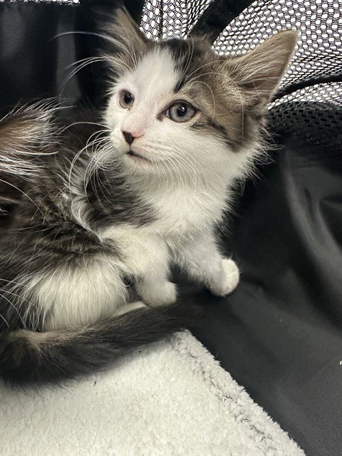 A2479398 - Domestic Medium Hair available for adoption