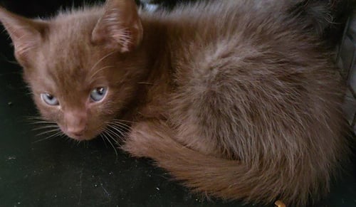 NOVA - Domestic Short Hair available for adoption