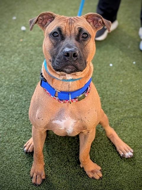 NINETEEN - American Staffordshire Terrier available for adoption