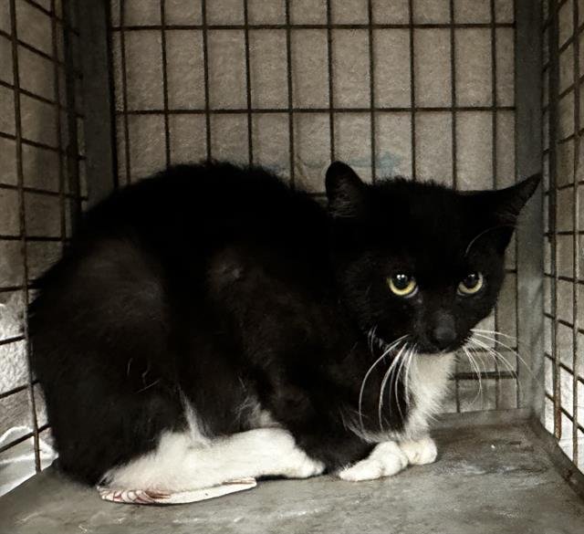 MACKEREL - Domestic Short Hair available for adoption