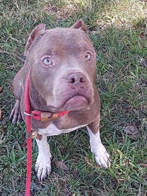 GARGY - American Staffordshire Terrier available for adoption