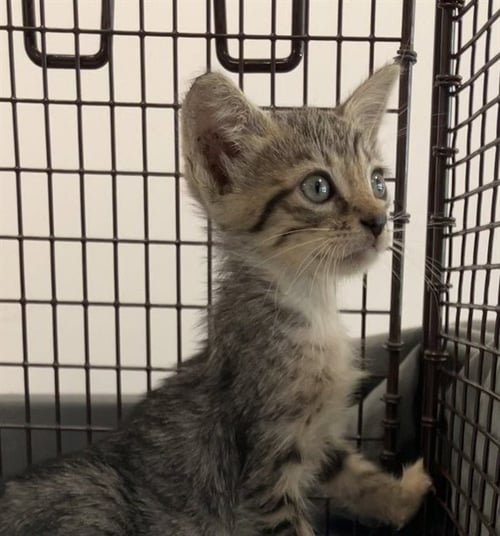 A2481471 - Domestic Short Hair available for adoption