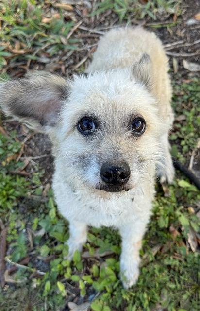 HARRY - Toy Fox Terrier available for adoption