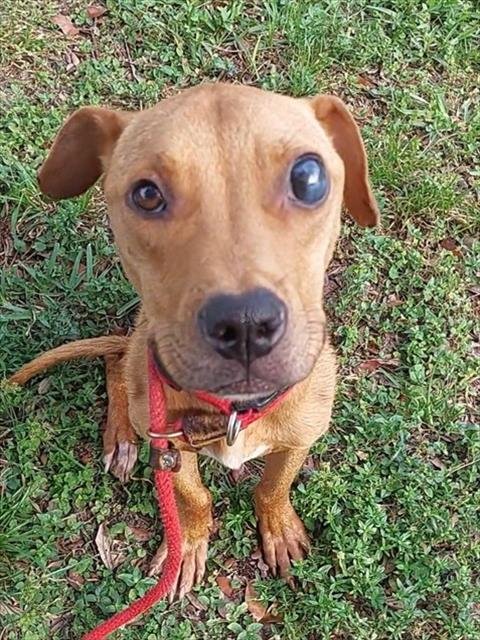 BONO - American Staffordshire Terrier available for adoption