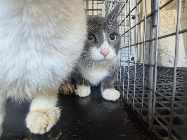 VIOLET - Domestic Short Hair available for adoption