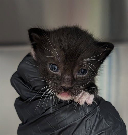 A2480287 - Domestic Short Hair available for adoption