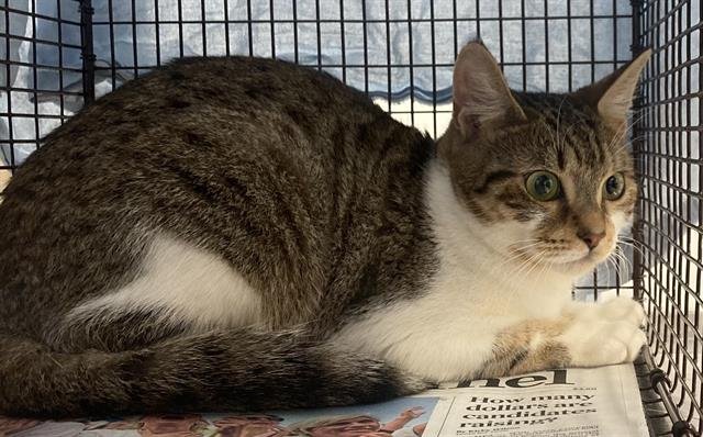 SHOOKIE - Domestic Short Hair available for adoption