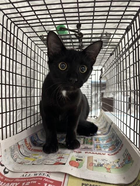 A2478910 - Domestic Short Hair available for adoption