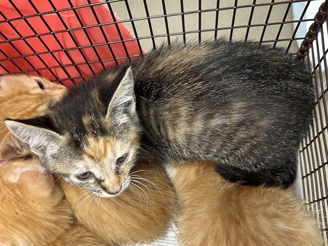 HOLLY - Domestic Short Hair available for adoption