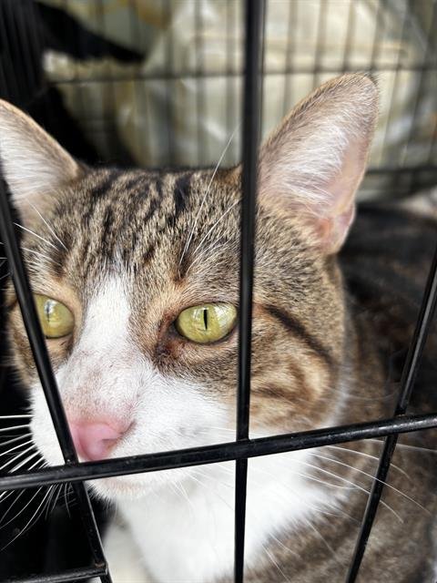 WILLIAM - Domestic Short Hair available for adoption