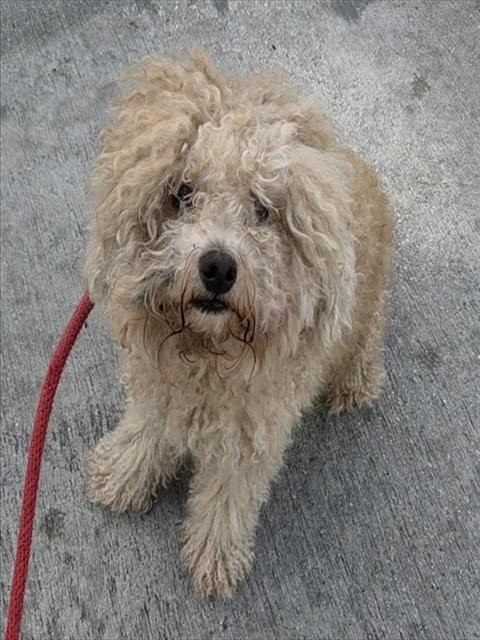 OLIVER Image