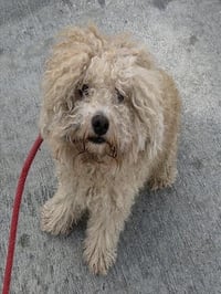 OLIVER - Photo 1