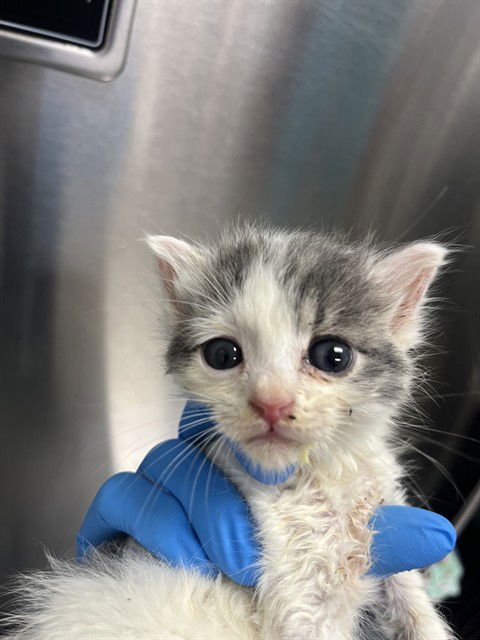 A2473373 - Domestic Short Hair available for adoption