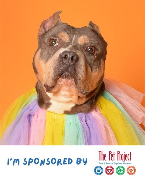 FELICITY - American Staffordshire Terrier available for adoption