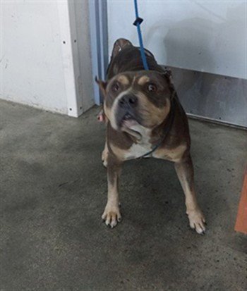 FELICITY - American Staffordshire Terrier available for adoption