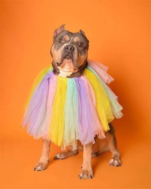 FELICITY - American Staffordshire Terrier available for adoption