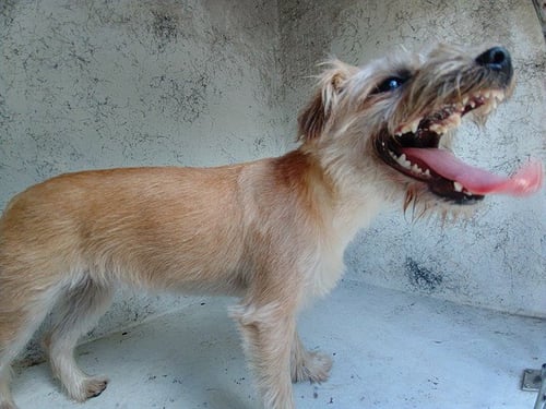 *GOLDIE - Border Terrier available for adoption