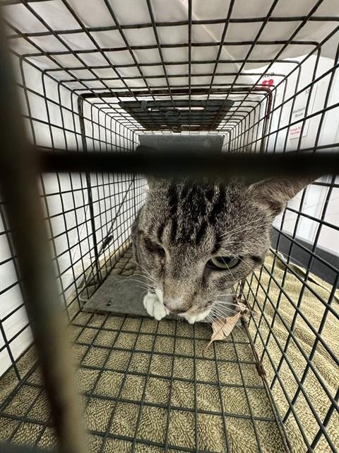 A2478363 - Domestic Short Hair available for adoption