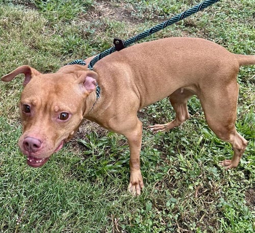 HONEY - American Staffordshire Terrier available for adoption