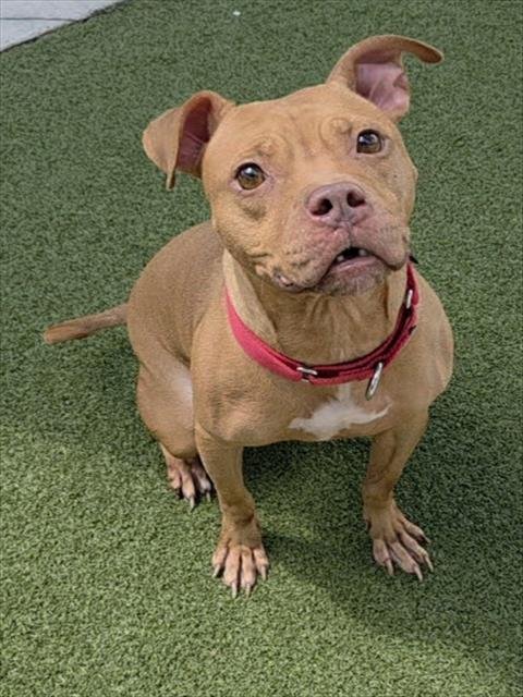HONEY - American Staffordshire Terrier available for adoption