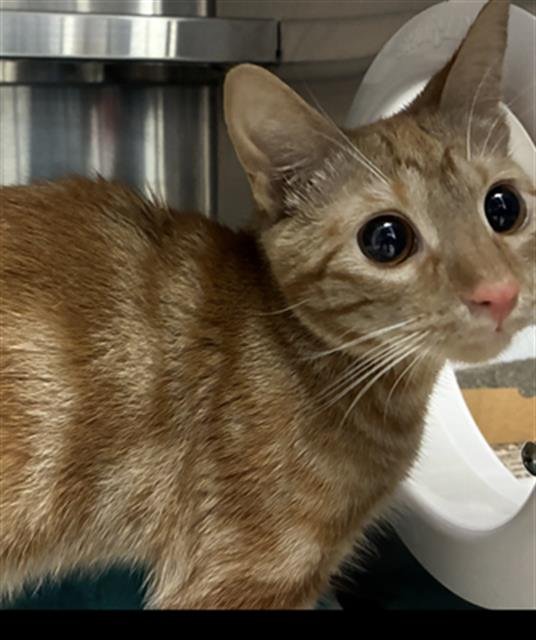 DESI - Domestic Short Hair available for adoption