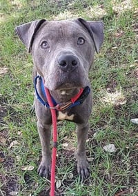 STITCH - Photo 1