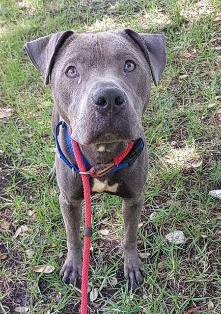 STITCH - American Staffordshire Terrier available for adoption