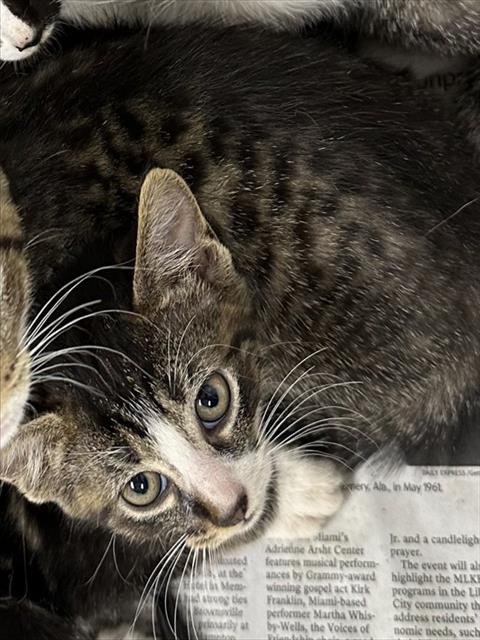 HOTCAKE - Domestic Short Hair available for adoption