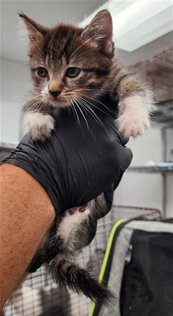 LALA - Domestic Long Hair available for adoption