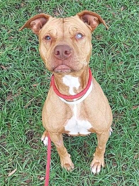 SPROUT - American Staffordshire Terrier available for adoption