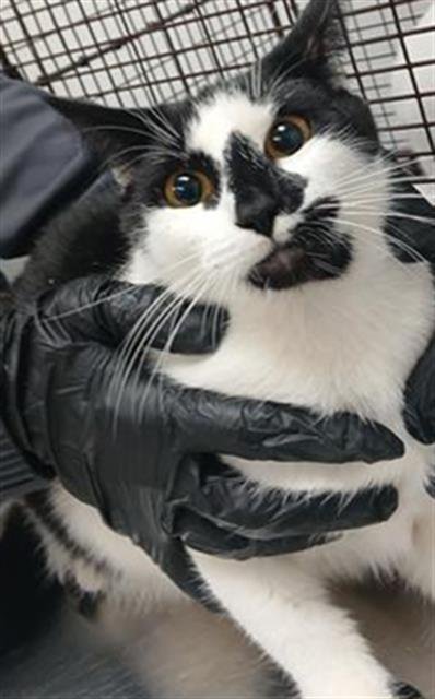 COOKIE AND CREAM - Domestic Short Hair available for adoption