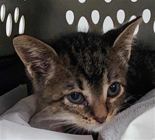 PICO - Domestic Short Hair available for adoption