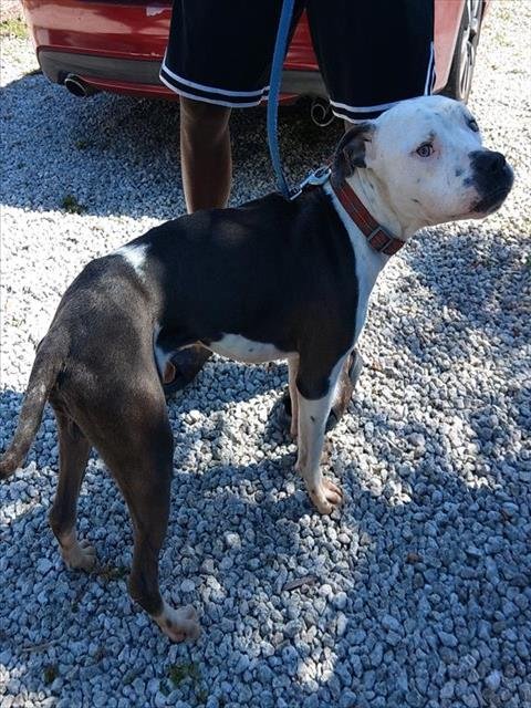 KING - American Staffordshire Terrier available for adoption