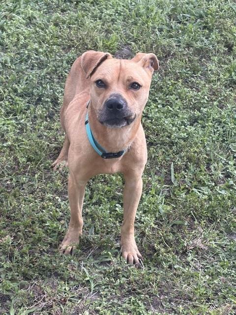 PORKY - American Staffordshire Terrier available for adoption