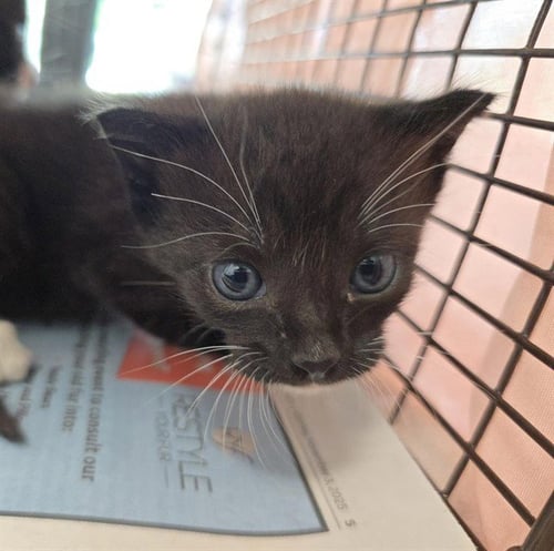 CHRISTINE HIGGINS - Domestic Short Hair available for adoption