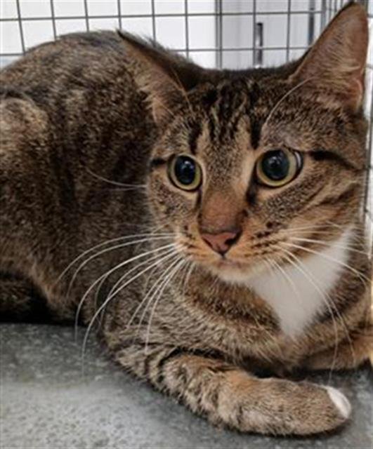 MAIZE - Domestic Short Hair available for adoption