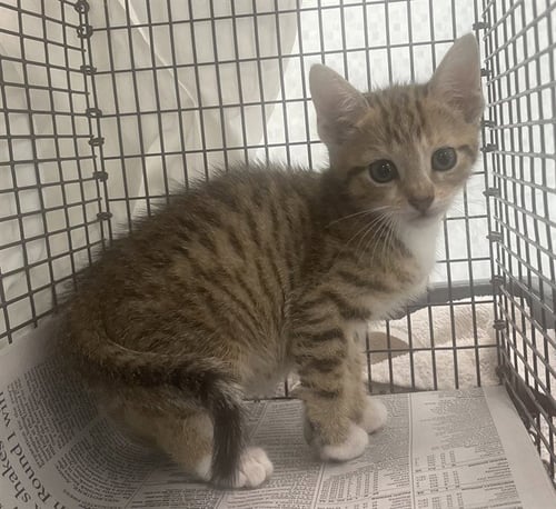 LILY - Domestic Short Hair available for adoption