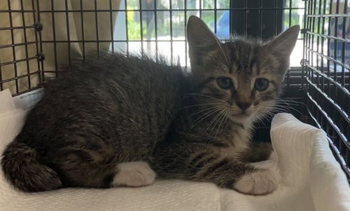 TUCKER - Domestic Short Hair available for adoption