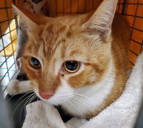A2478560 - Domestic Short Hair available for adoption