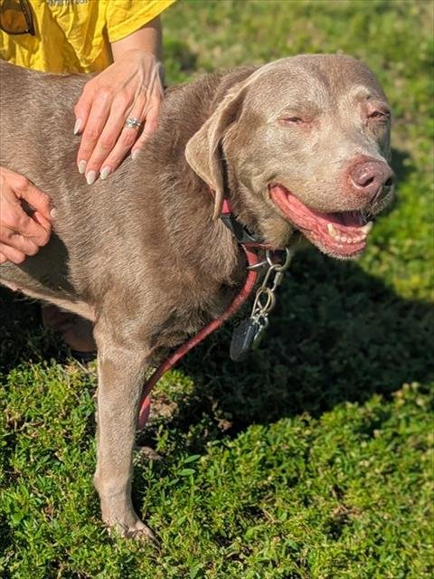 GEMMA - Weimaraner available for adoption
