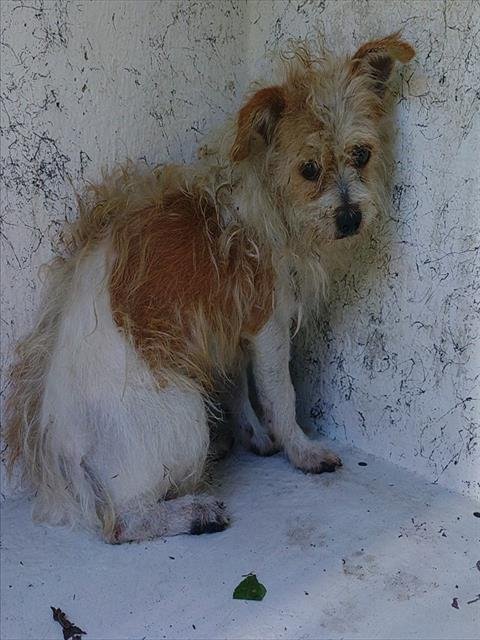 A2478803 - Rat Terrier available for adoption