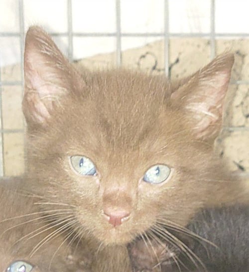 ZEPHYR - Domestic Short Hair available for adoption