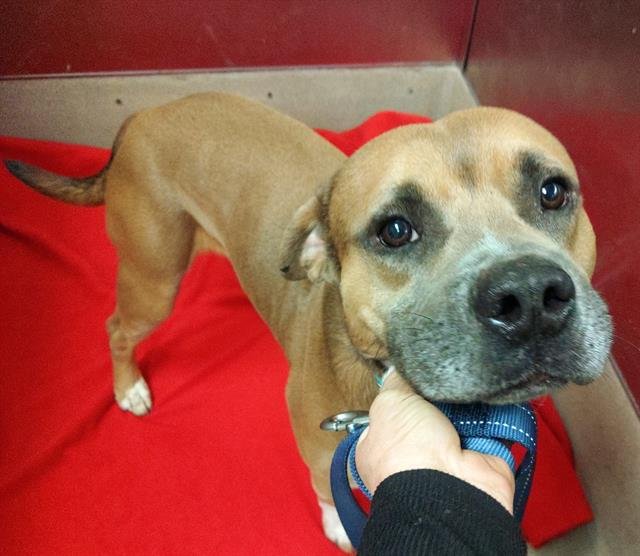 HOWIE - American Staffordshire Terrier available for adoption