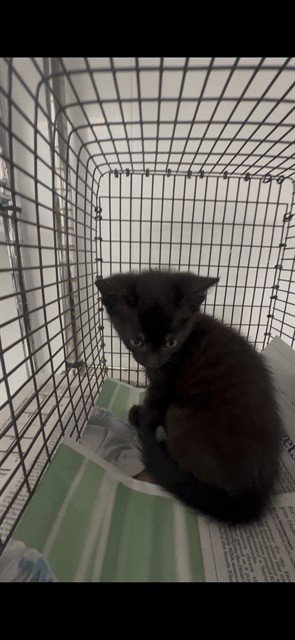 A2479960 - Domestic Short Hair available for adoption