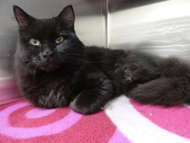 THEODORE - Domestic Medium Hair available for adoption