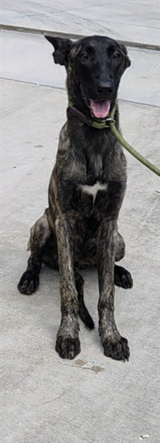 LARA - Belgian Shepherd Malinois / Greyhound available for adoption