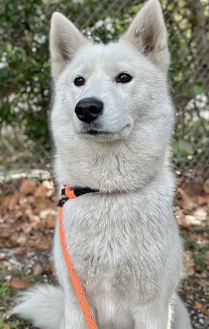 NIMA - Siberian Husky available for adoption