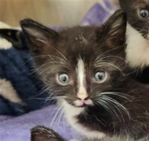 A2475563 - Domestic Short Hair available for adoption