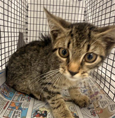 CHIP - Domestic Short Hair available for adoption