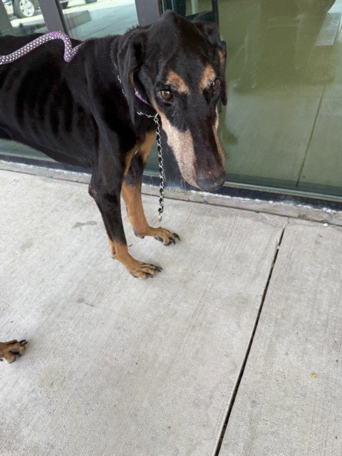 CIARA - Doberman Pinscher available for adoption
